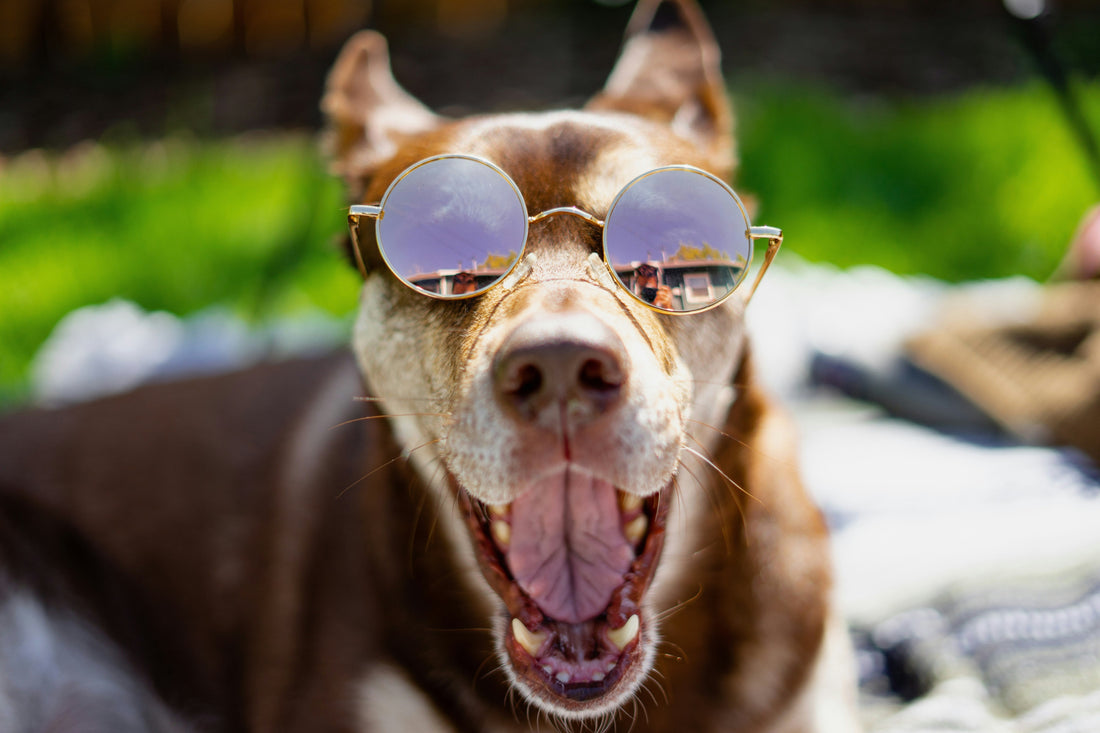 The Dog Ate My Glasses. Actually Ate Them. Here's What Was (And Wasn't) Salvageable. - Snapitscrew
