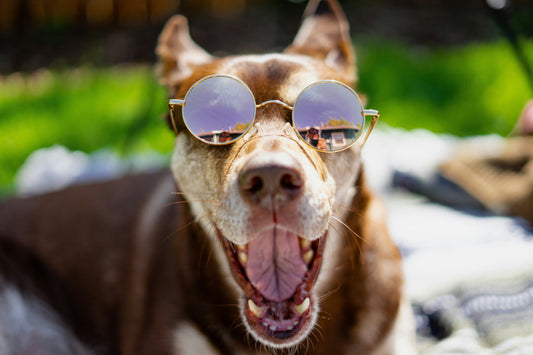 The Dog Ate My Glasses. Actually Ate Them. Here's What Was (And Wasn't) Salvageable. - Snapitscrew